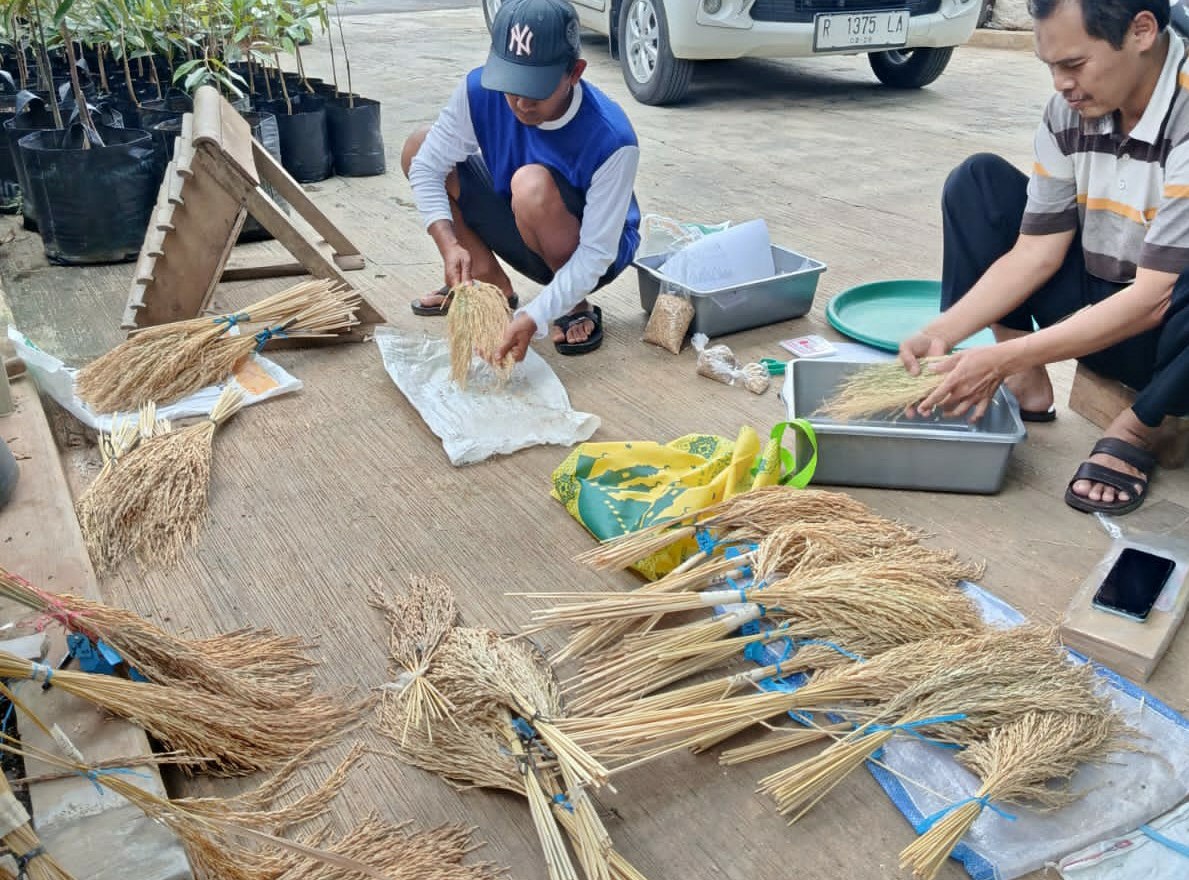 Padi Hasil Persilangan Mandiri Diminati Petani 