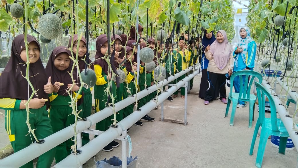 Laris Manis, Wisata Petik Melon Desa Nusadadi Habiskan 500 Buah dalam 10 Hari