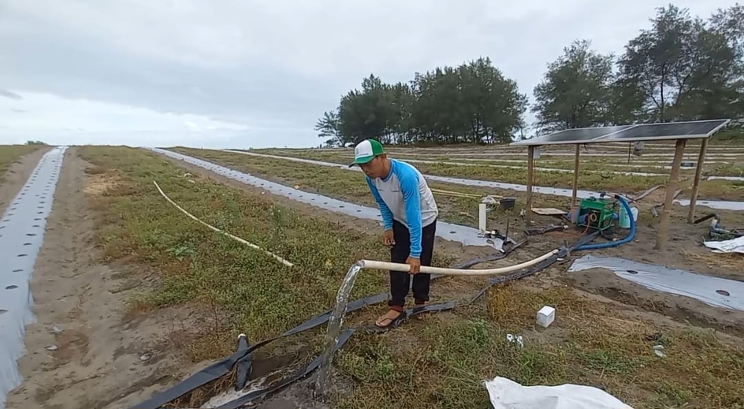 Pemuda Tani Setrojenar Kebumen Tanam Semangka Serentak