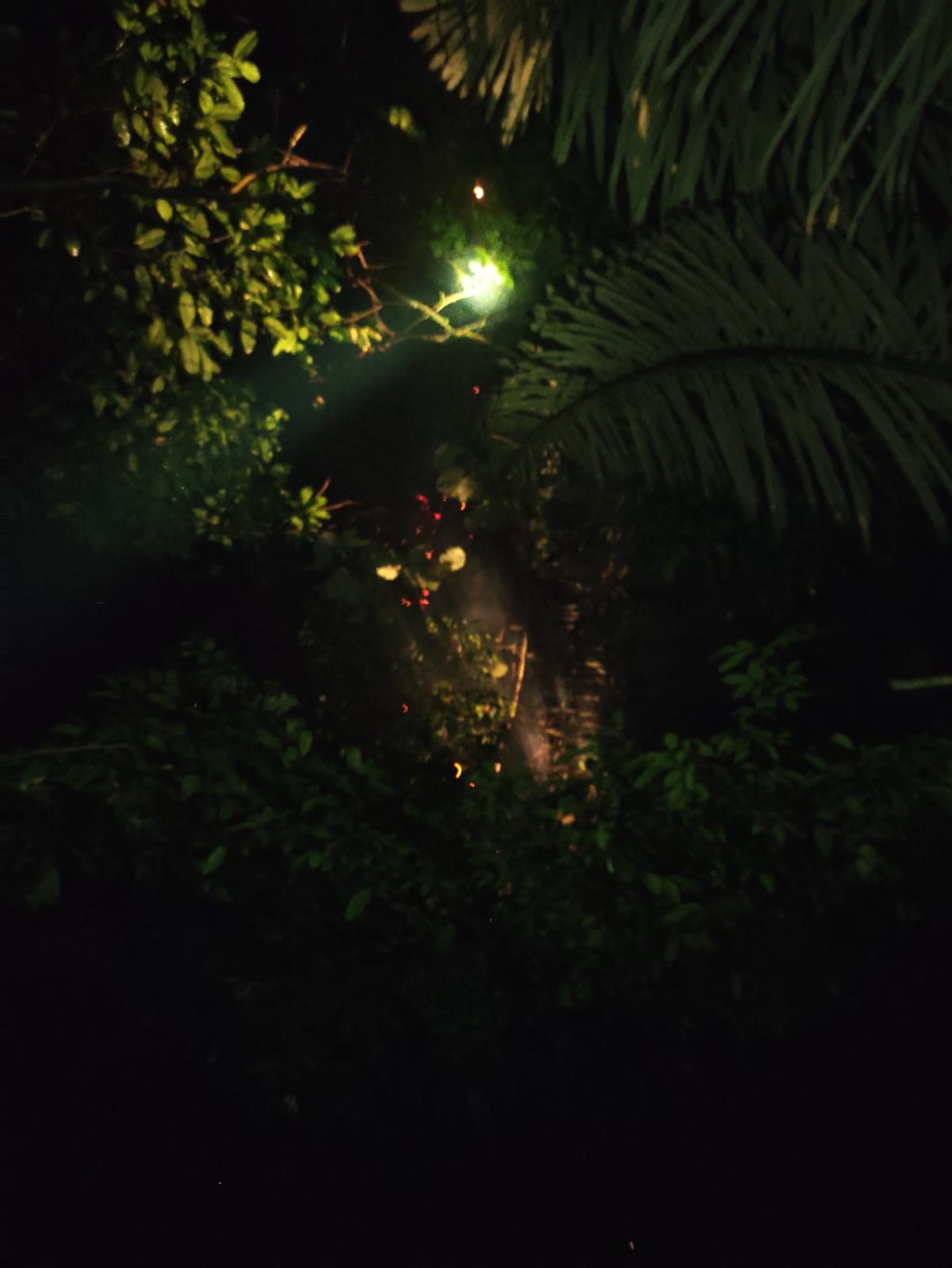 Disambar Petir, Sebuah Pohon di Pekuncen Jatilawang Terbakar, Berhasil Dipadamkan Setelah 45 Menit