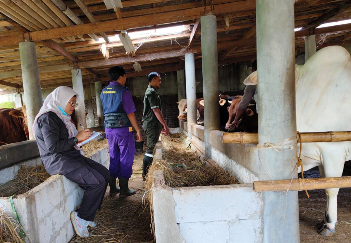 Harga Hewan Sapi Kurban Naik Rp 5 Juta hingga Rp 10 Juta