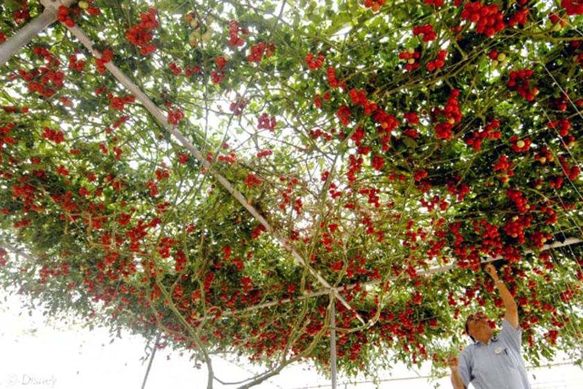 amazing-epcot-tomato-tree