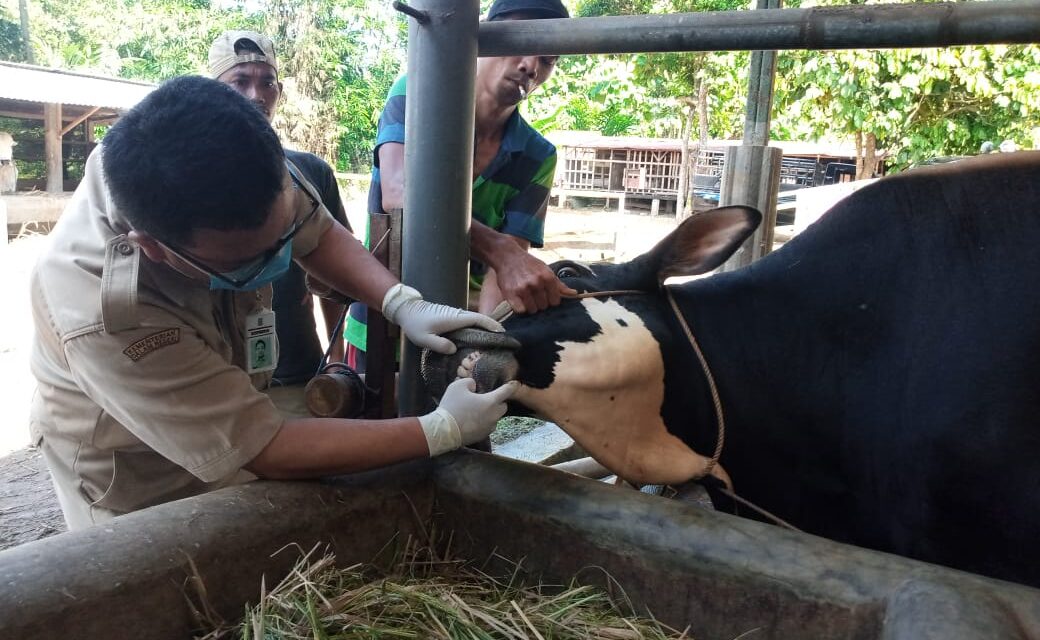 Masuk Purbalingga, Hewan Ternak dari Luar Daerah Wajib Kantongi SKKH