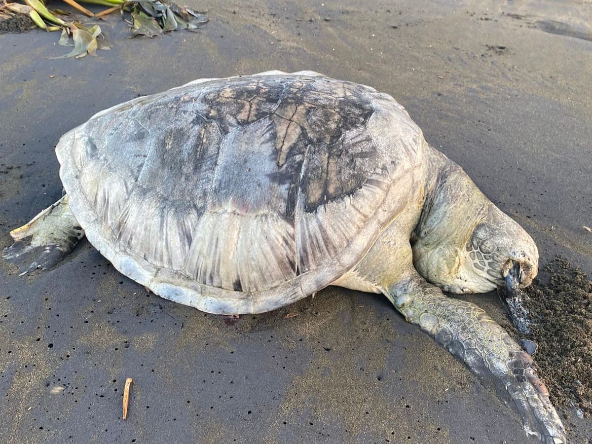 Sampah Diduga Jadi Penyebab Kematian Lima Penyu di Pesisir Cilacap