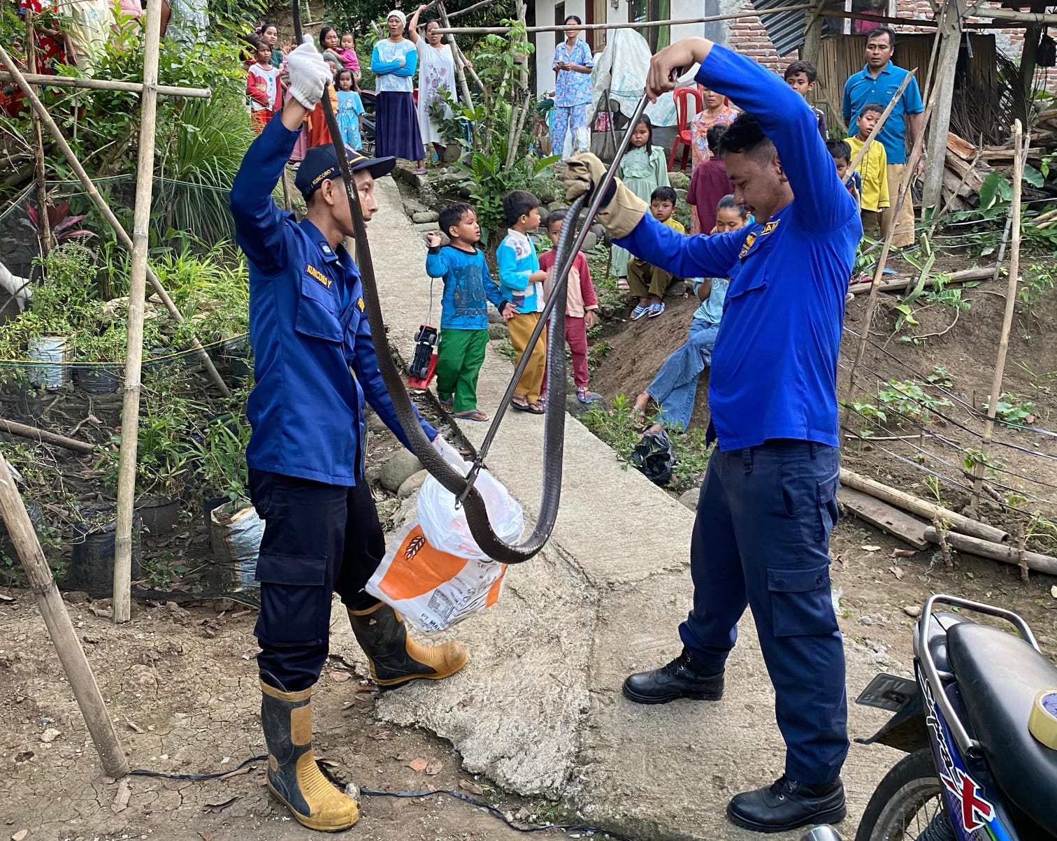 Ular Cobra Besar Sembunyi di Atap Rumah dan Bikin Panik Warga Bantarmangu