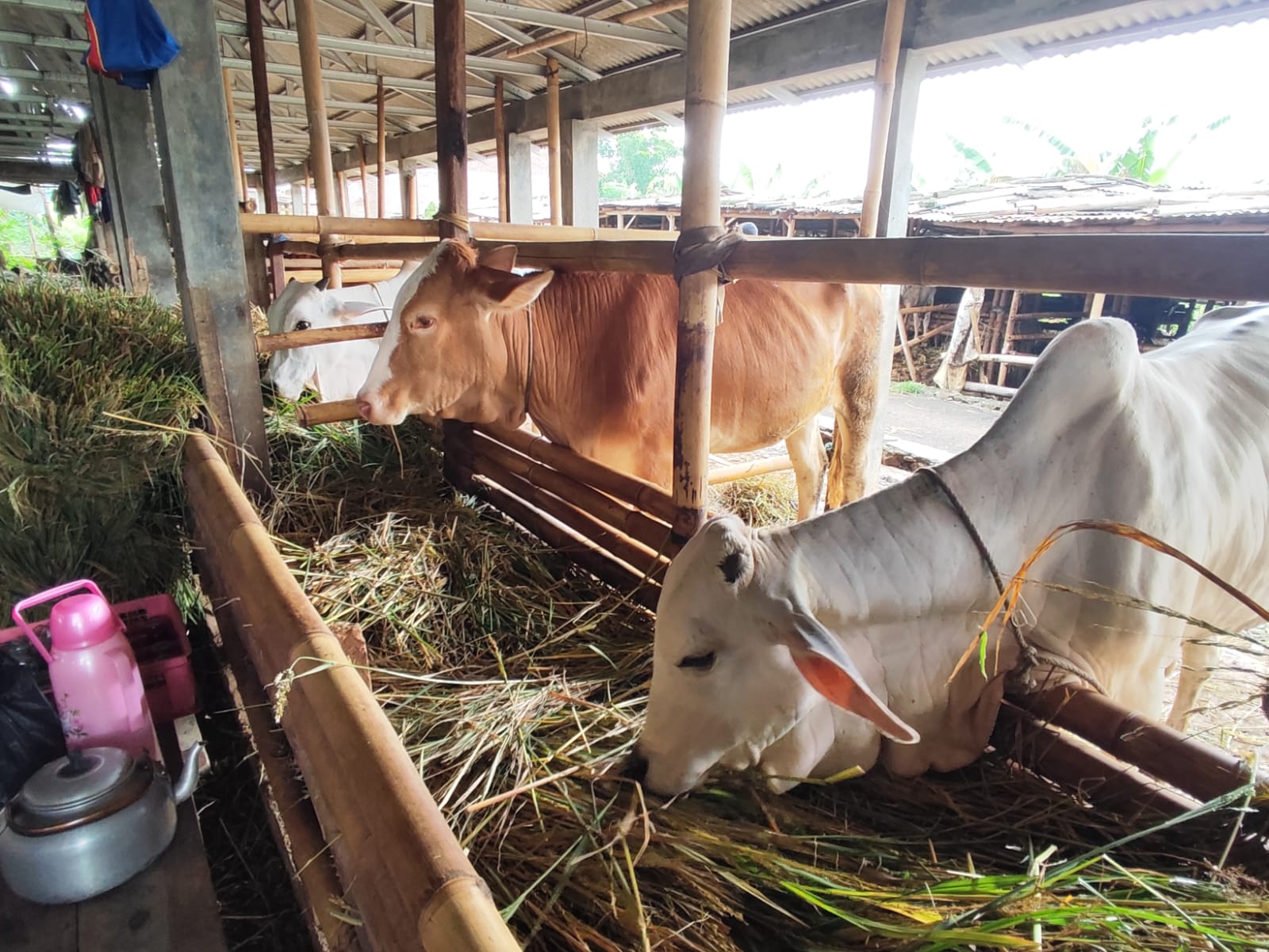 Jelang Idul Adha, Tim Pemeriksa Kesehatan Hewan Kurban Disiagakan 