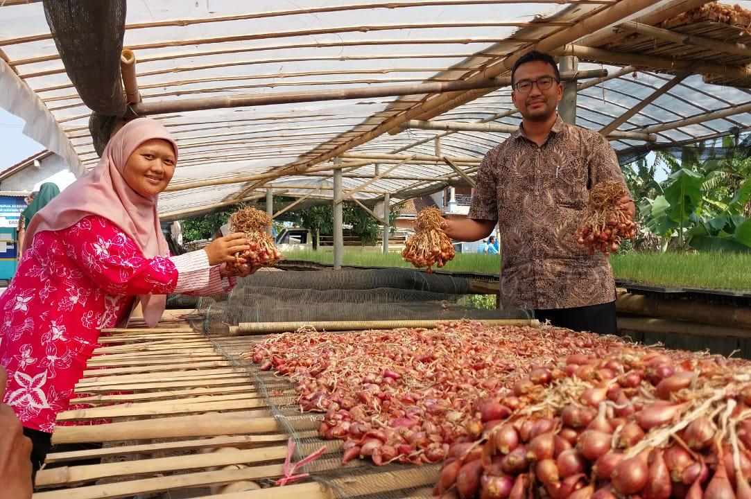 Petani Bawang Merah Desa Bunton, Cilacap Mampu Hasilkan Puluhan Ton dalam Sekali Panen