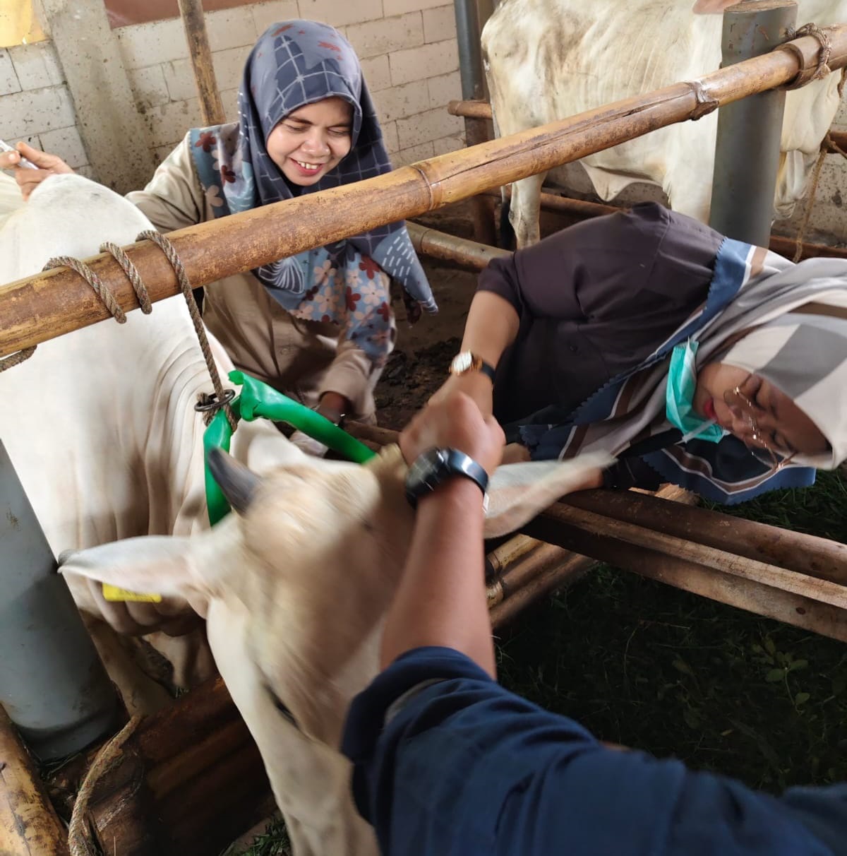 Tak Ada Penambahan Kasus PMK, Vaksinasi Masih Berjalan
