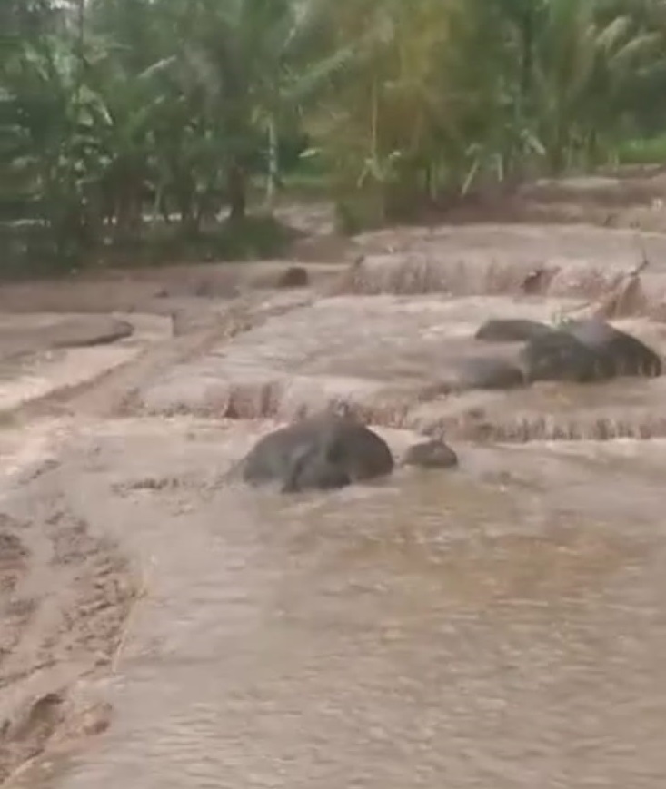 Hujan, Sungai Buton di Glempang Pekuncen Rendam 3 Ha Lahan Pertanian, Sungai Logawa Rendam Pasar Legok   