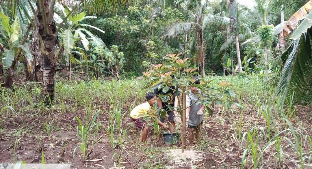  Mdpl Rendah, Desa Buniayu Rencanakan Maskot dengan Pilih Tanaman Alpukat Introduksi