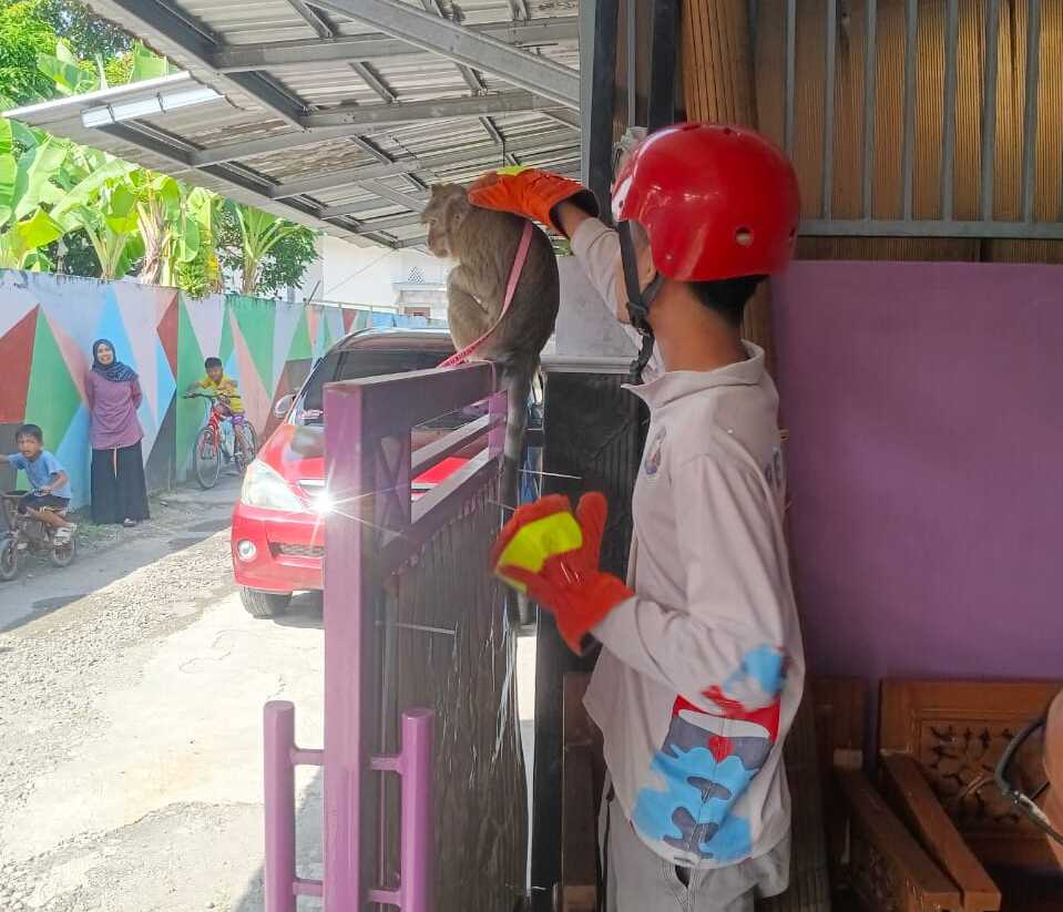 Seekor Monyet Masuk Pemukiman Membuat Resah Warga Tambakreja, Damkar Cilacap Lakukan Evakuasi