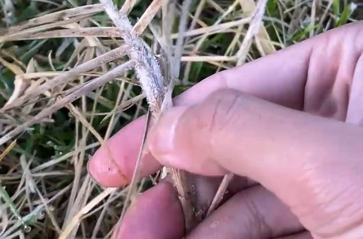 Embun Es Muncul Lebih Awal di Dieng