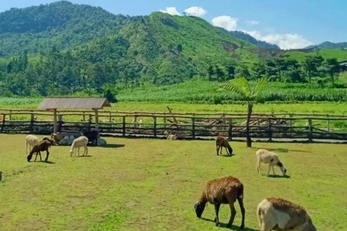 Wisata Keluarga Menggala Ranch Banyumas, Bermain Sekaligus Belajar di Alam Terbuka