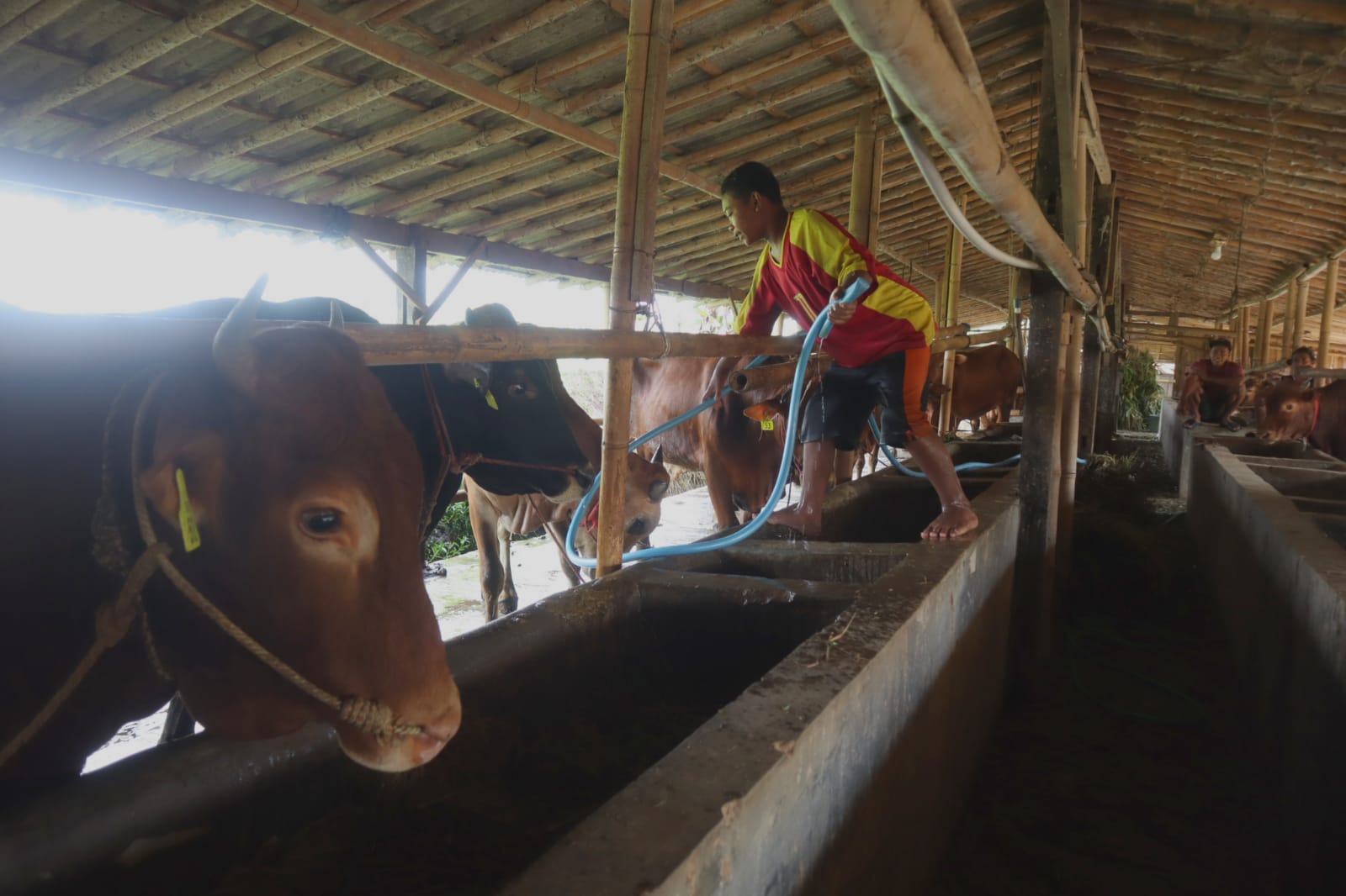 Menjelang Idul Adha, Penjualan Sapi Kurban di Banyumas Melambat