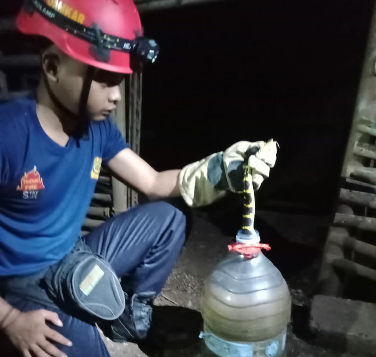 Damkar Cilacap Evakuasi Ular Cincin Emas yang Bersembunyi di Kandang Ayam di Desa Pucung, Cilacap