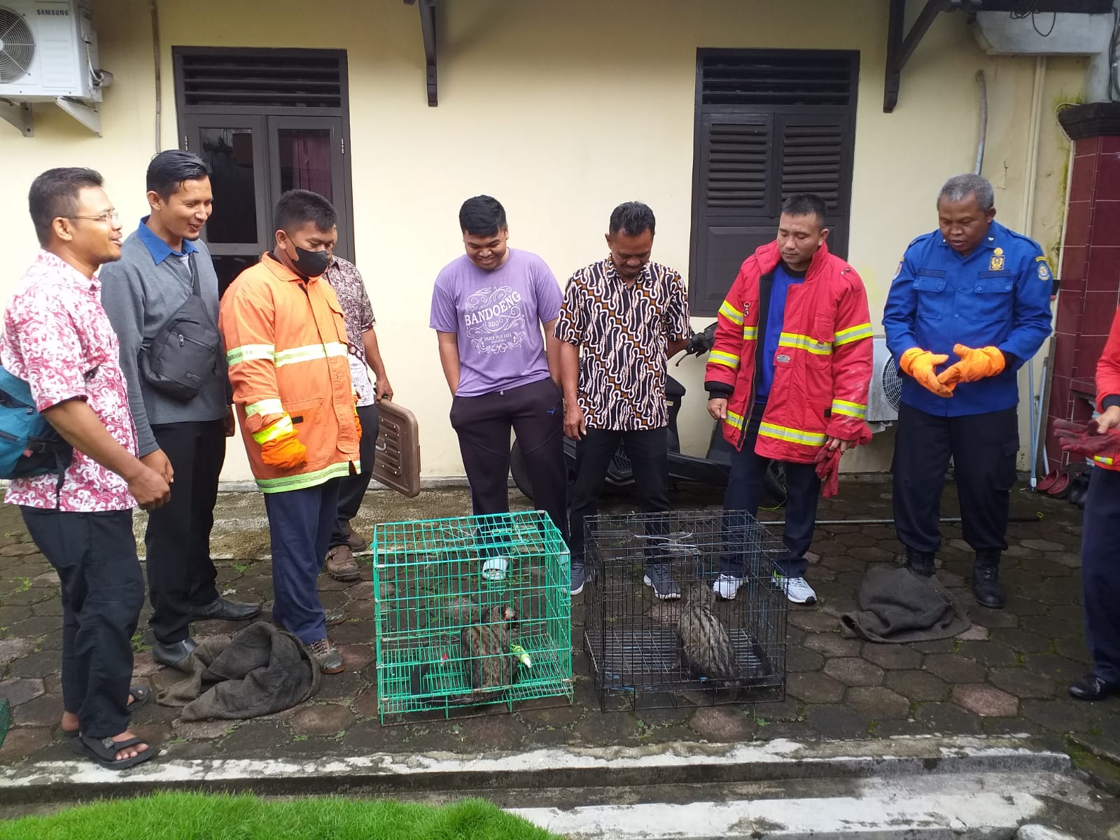 Geger 2 Ekor Musang Masuk Rumah, Tim Damkar Lakukan Ini