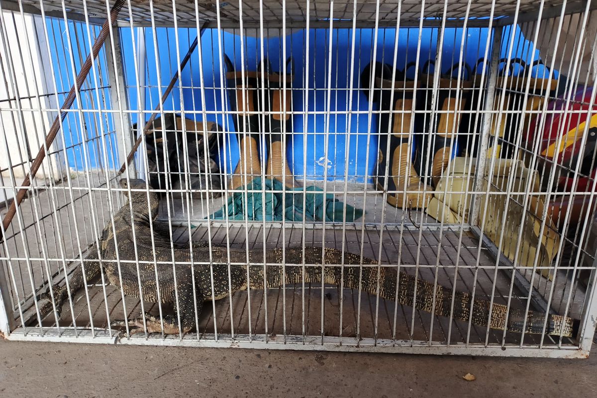 Biawak 1,5 Meter Resahkan Warga Kroya, Berhasil Dievakuasi dari Plafon Rumah