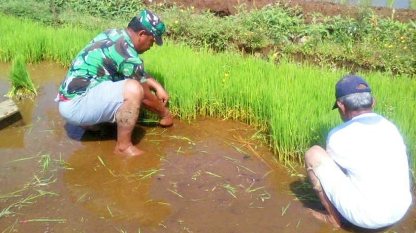 Babinsa Sokaraja Dampingi Pengolahan Tanah