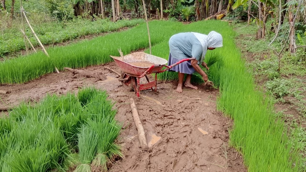 Sewa Lahan Persemaian Benih Padi Beratkan Petani