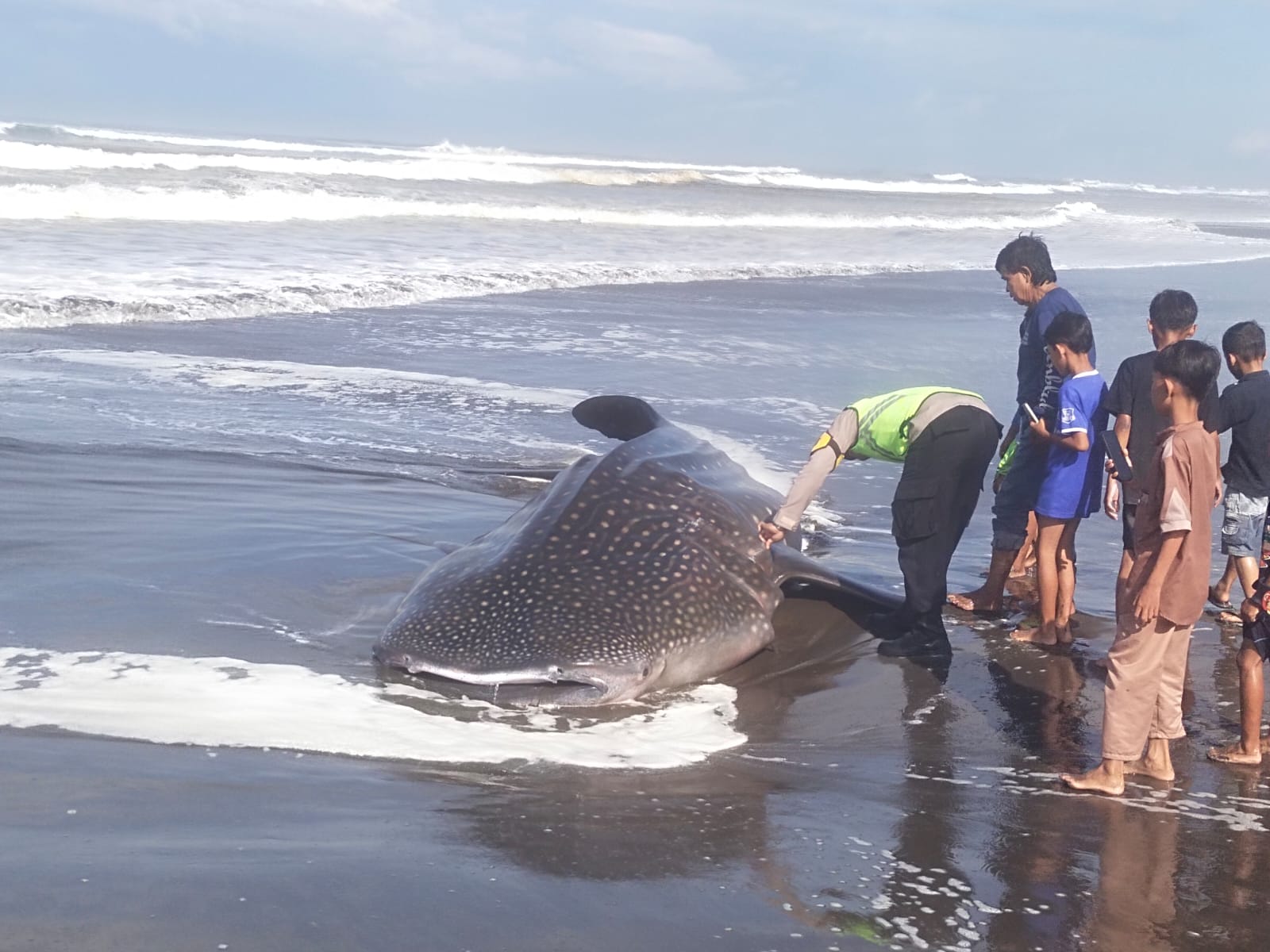 Warga Geger! Hiu Tutul Terdampar di Pantai Pagubugan Cilacap