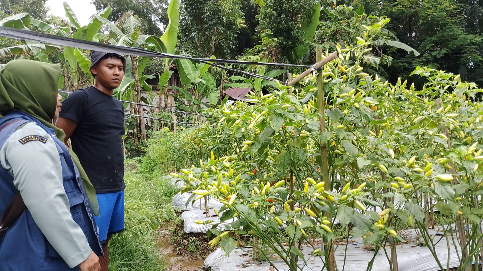 Ditarget 20 Persen Petani Muda, BPP Banyumas Sumpiuh Gencar Identifikasi