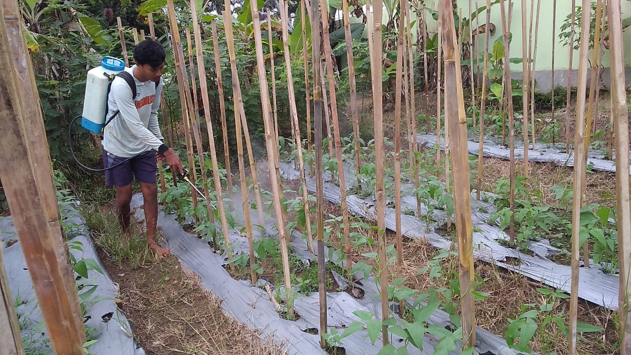 Kemarau Basah, Potensi Gagal Panen Komoditas Sayuran