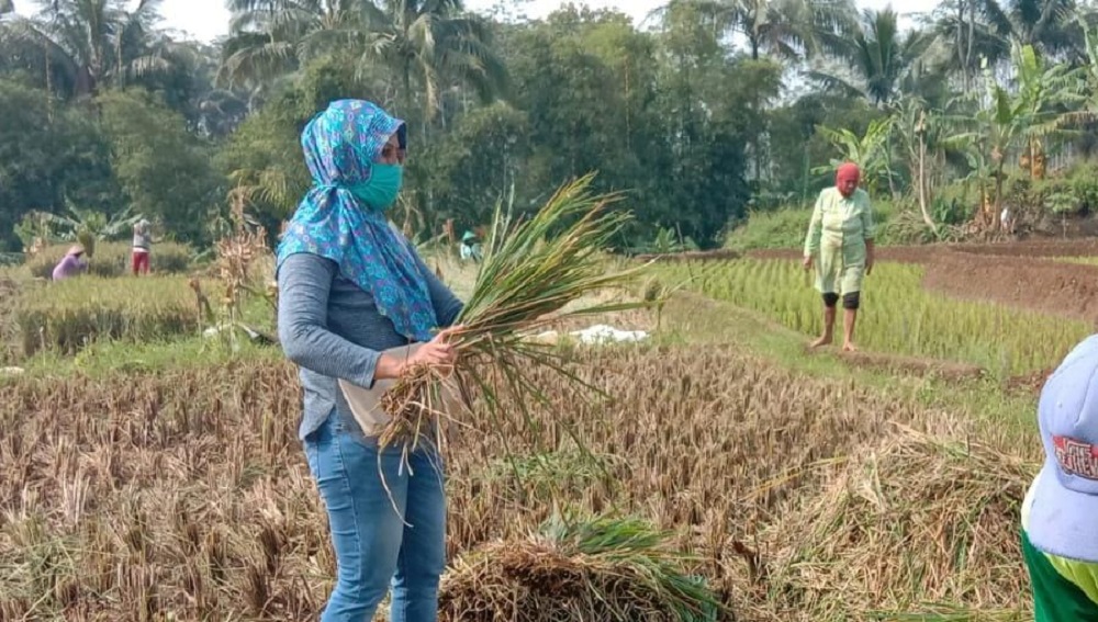 8 Hektar Lahan Gagal Panen di Purbalingga Dapat Ganti Rugi Asuransi