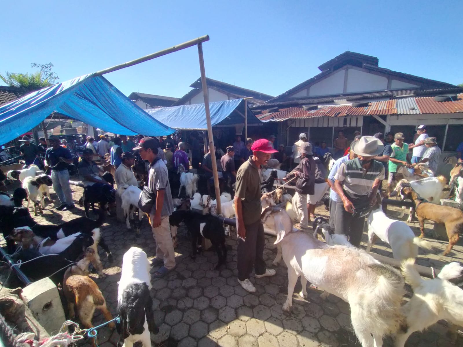 Pasar Hewan Cilongok Menyusul Diserahkan Ke Dinkannak Banyumas