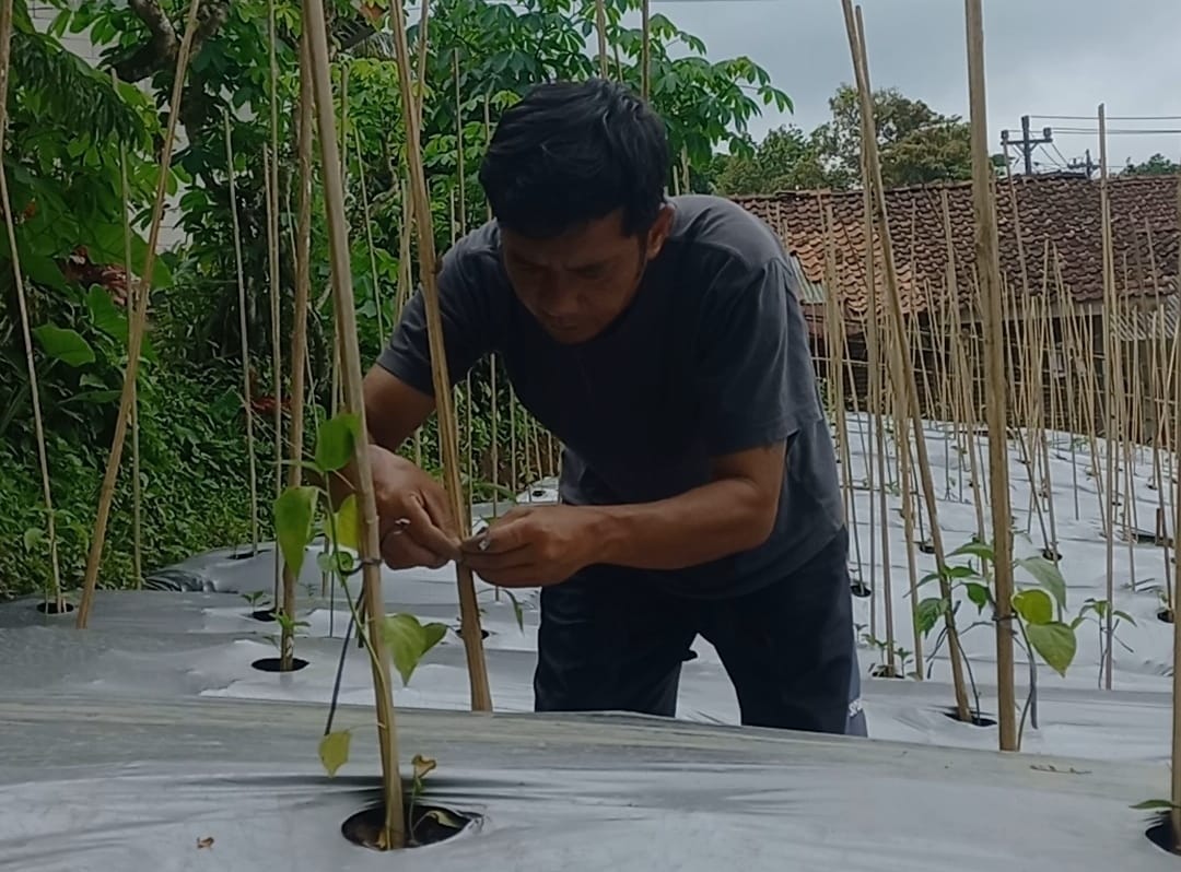 Harga Plastik Mulsa Melonjak, Petani Banjarnegara Terancam Kurangi Produksi