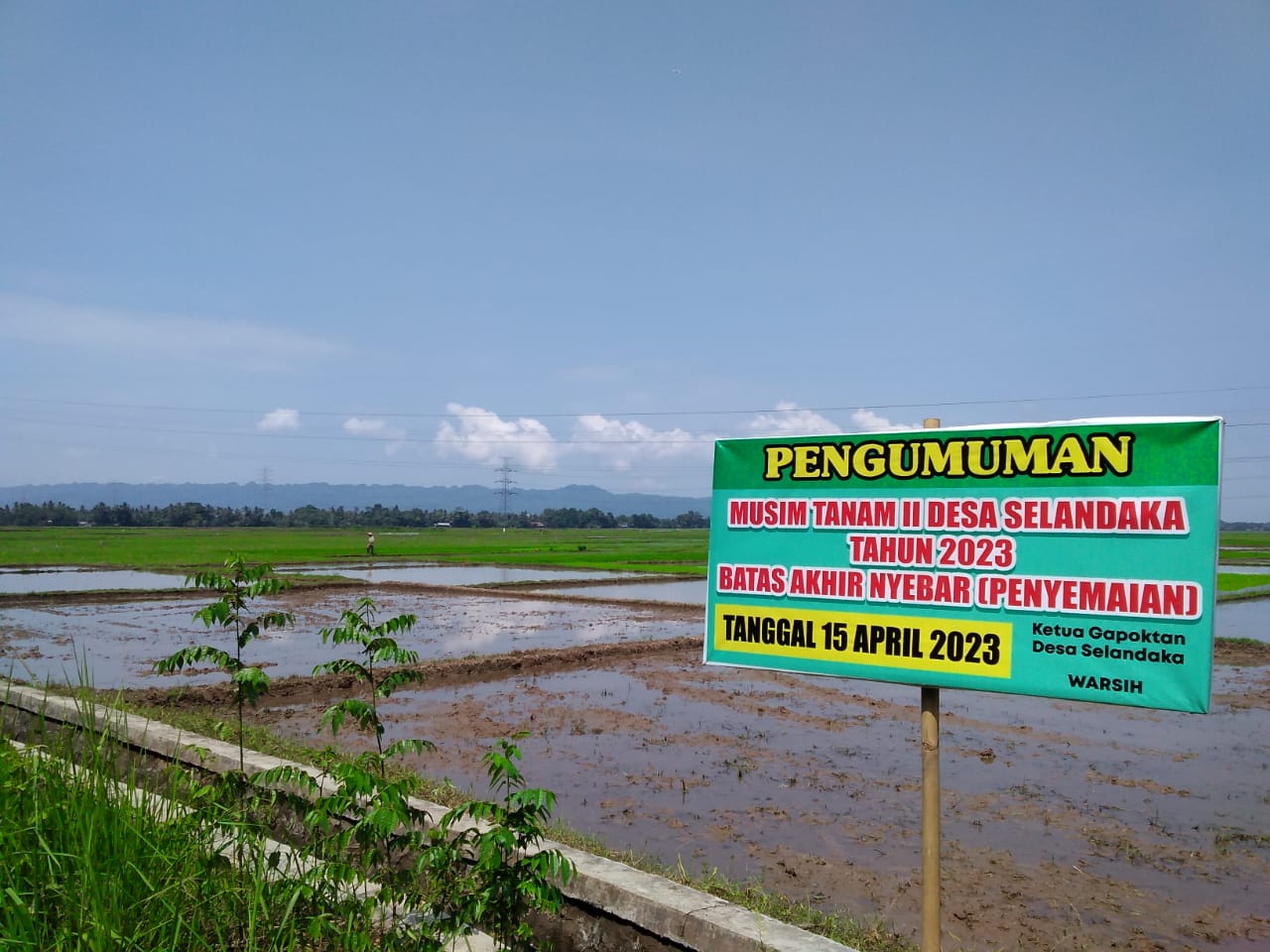 Masa Tanam Dua Lamban, Baru Terlaksana 176 Ha Tanam Padi dari 903 Ha