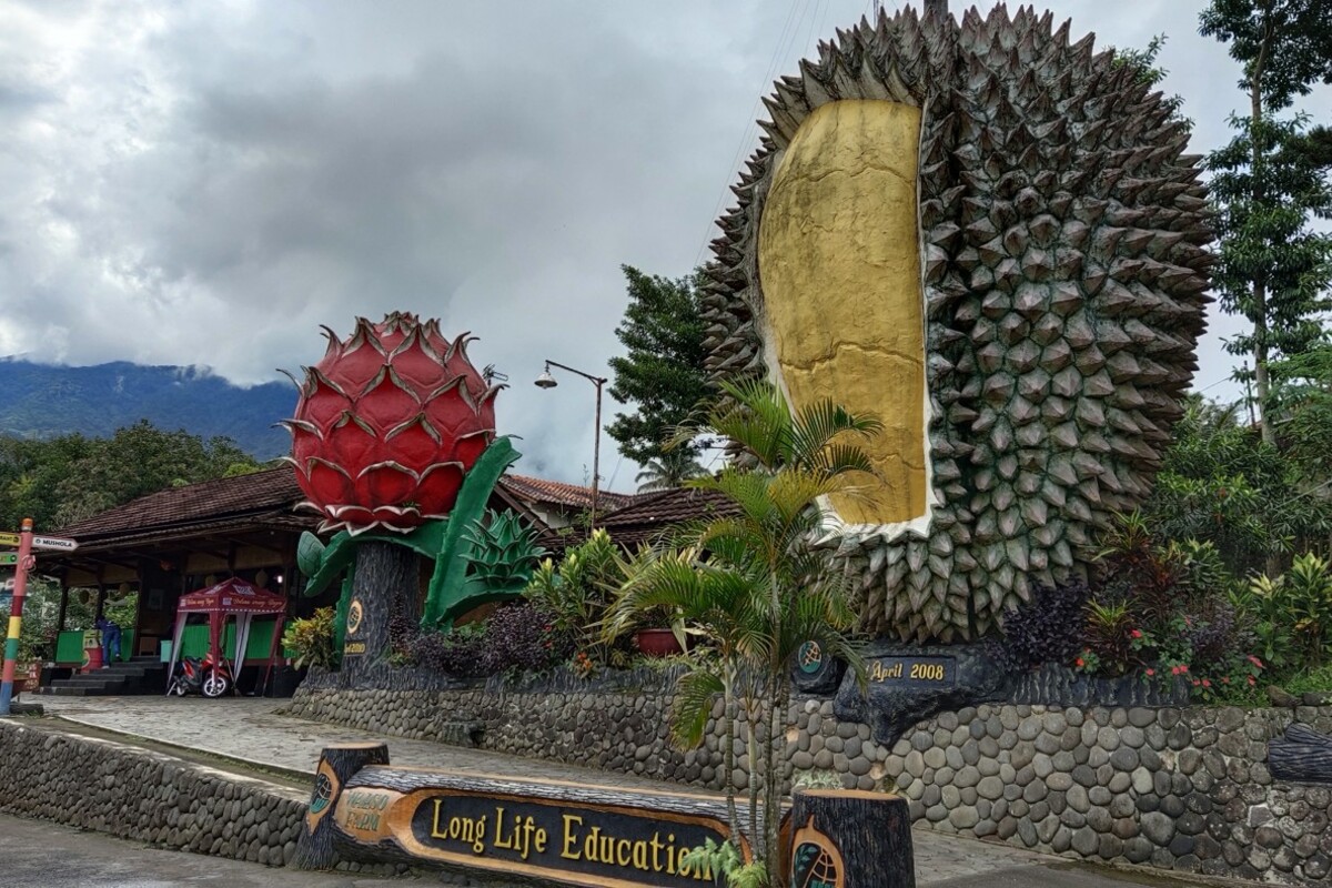 Durian Warso Farm Bogor Wisata Makan Durian Langsung Dari Kebunnya