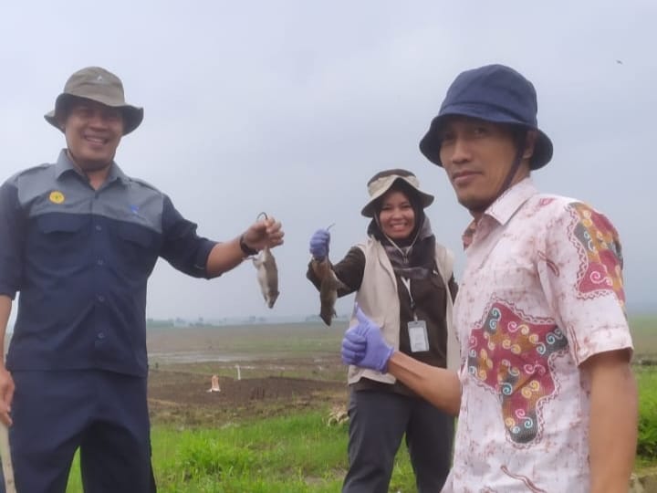 1.300 Hektare Sawah Diserang Hama Tikus, Dinpertan Lakukan Pengendalian