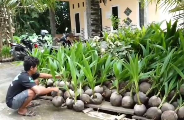 Harga Naik, Permintaan Kelapa di kebumen Melonjak 