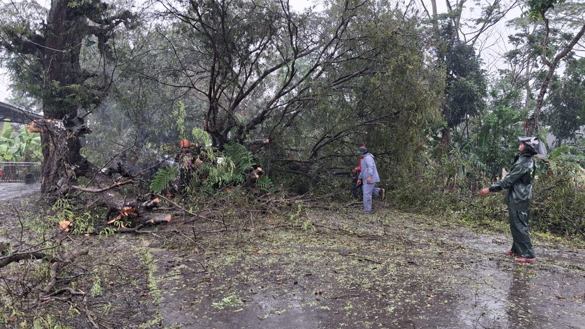 Cuaca Ekstrem di Kebumen, Pohon Tumbang Timpa Jalan Provinsi