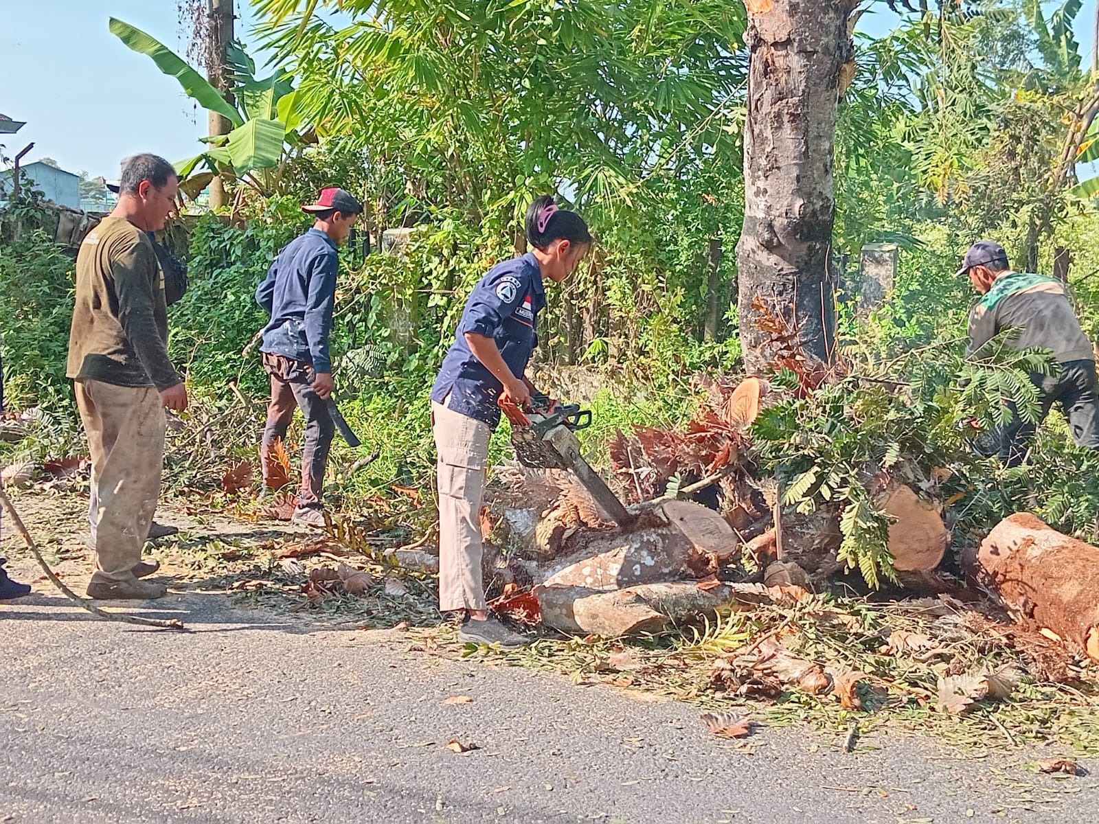 Ancam Pengguna Jalan, BPBD Kebumen Tebang Pohon Rapuh