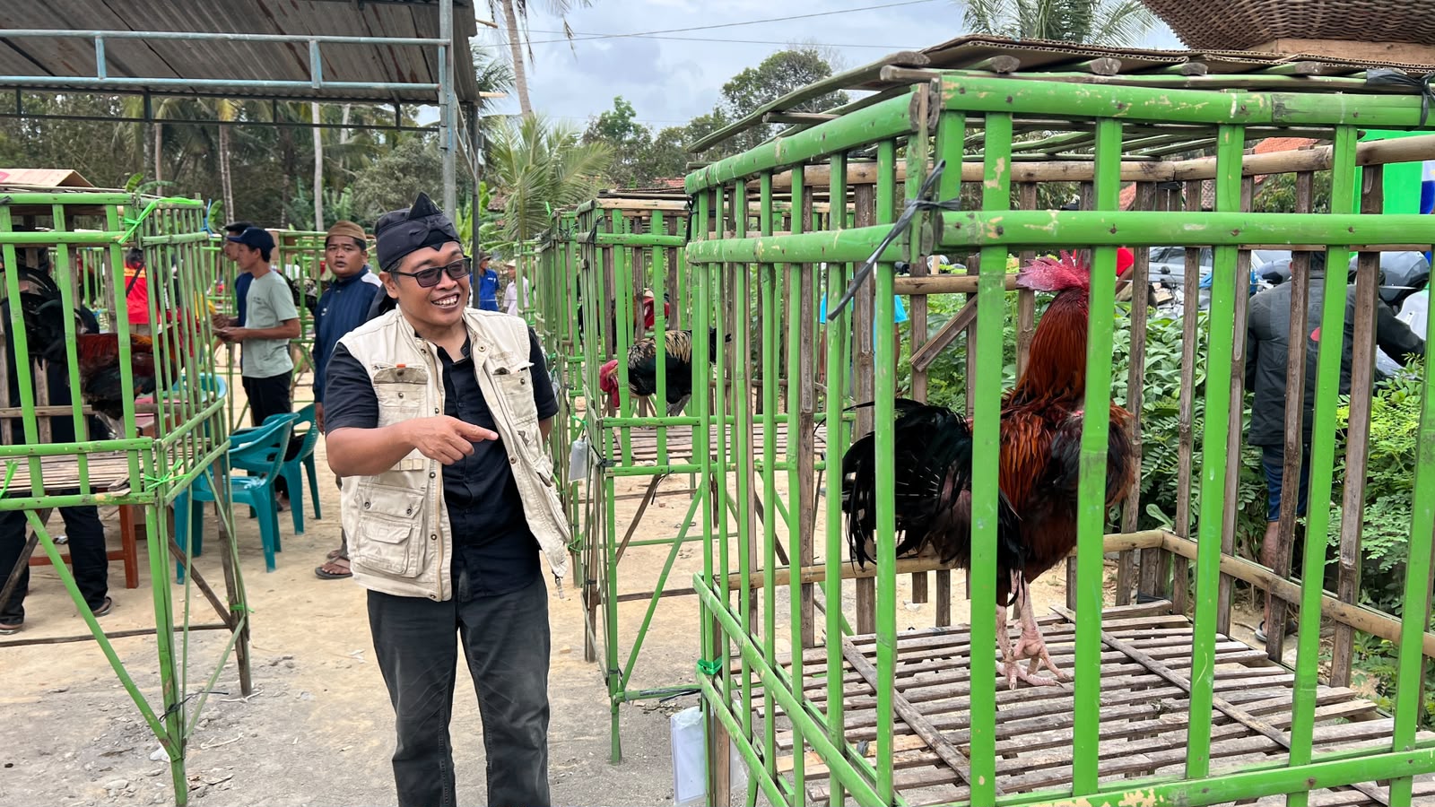 Puluhan Ayam Pelung Beradu Suara di Pantai Karangbolong Kebumen