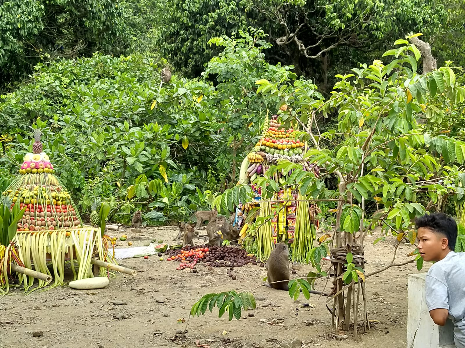 Festival Rewanda Bojana Digelar di Desa Cikakak, Banyumas, Tradisi Memberi Makan Kera Ekor Panjang