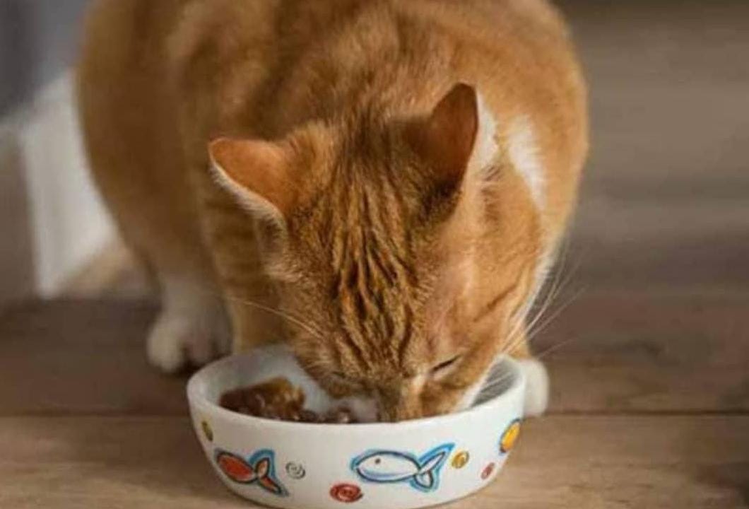 Rekomendasi dan Cara Memilih Makanan Kucing