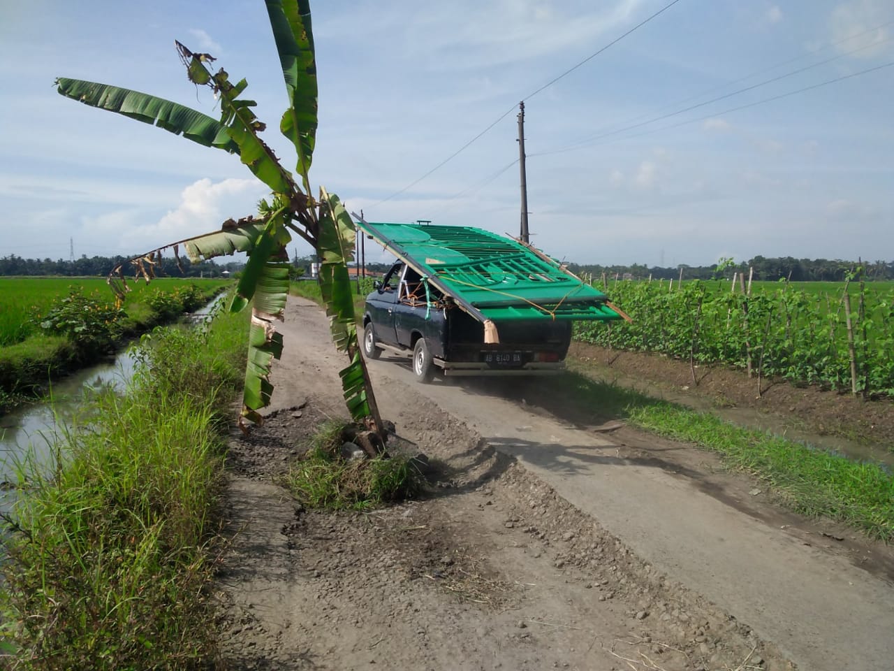 Wah, Ada Pohon Pisang Tumbuh di Jalan Kabupaten Sirau-Nusamangir