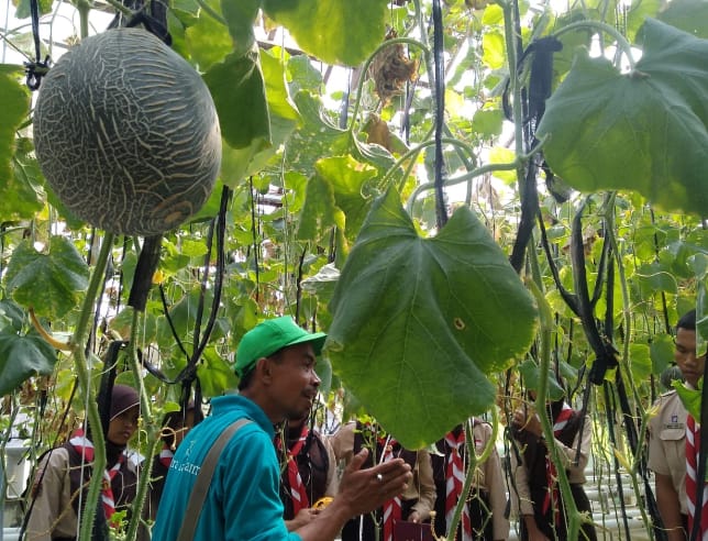 Awal Tahun Lagi Cari Usaha? Yuk, Kepoin Analisa Bisnis Melon Hidroponik