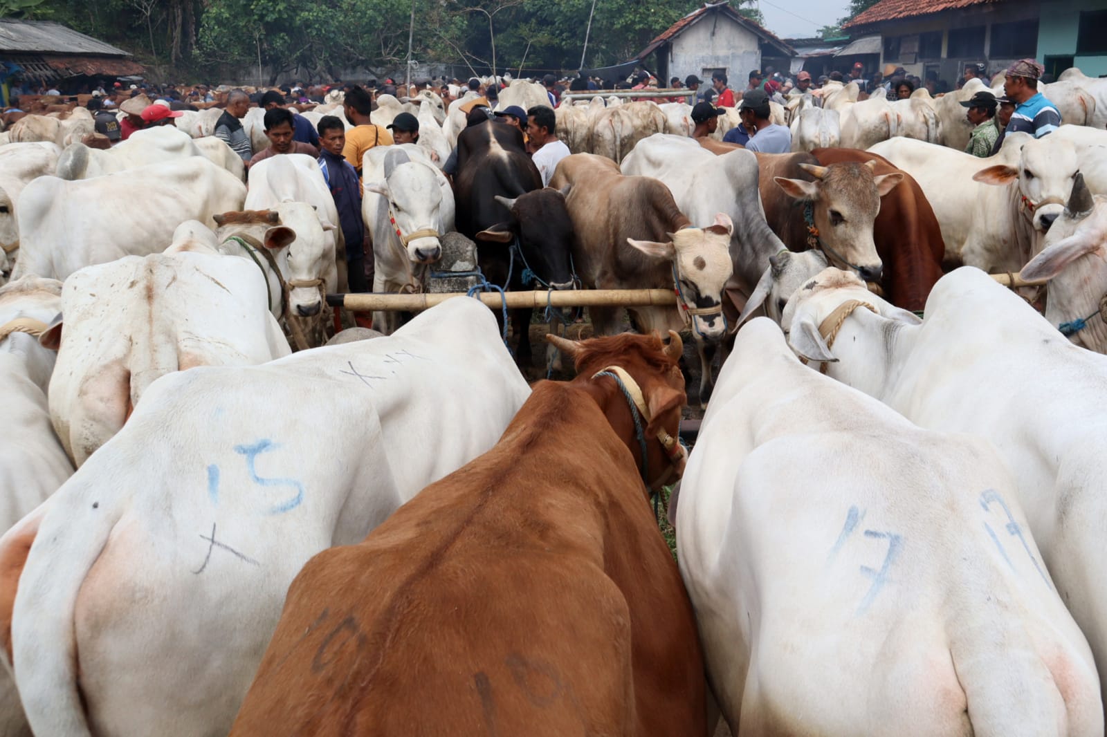 Pemkab Banyumas Perketat Pengawasan Lalu Lintas Hewan Ternak untuk Cegah PMK