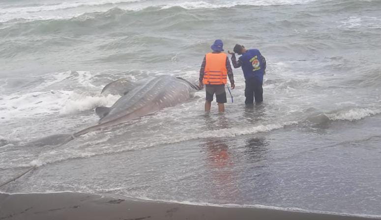 Warga Geger! Hiu Tutul Sepanjang 4,5 Meter Terdampar di Pantai Bunton Cilacap