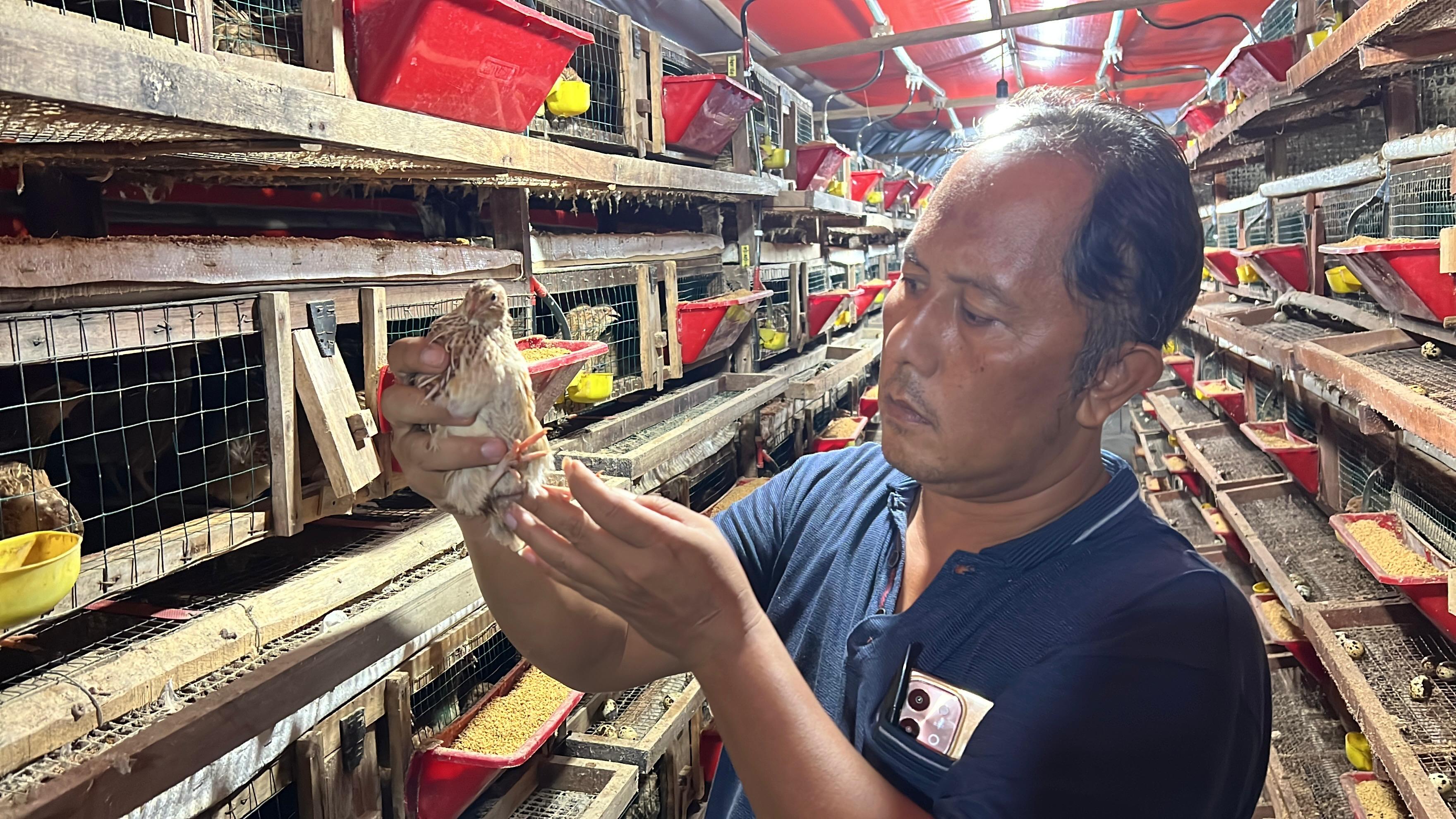 Suplai Telur Puyuh MBG Meningkat, Peternak Kebumen Kewalahan Produksi