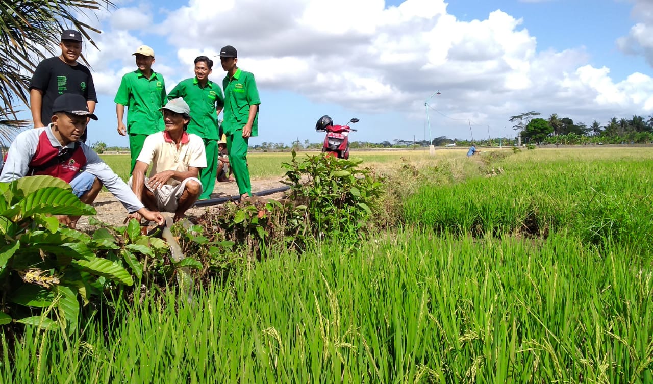 Lima Hektare Sawah di Sumpiuh Terancam Kekeringan