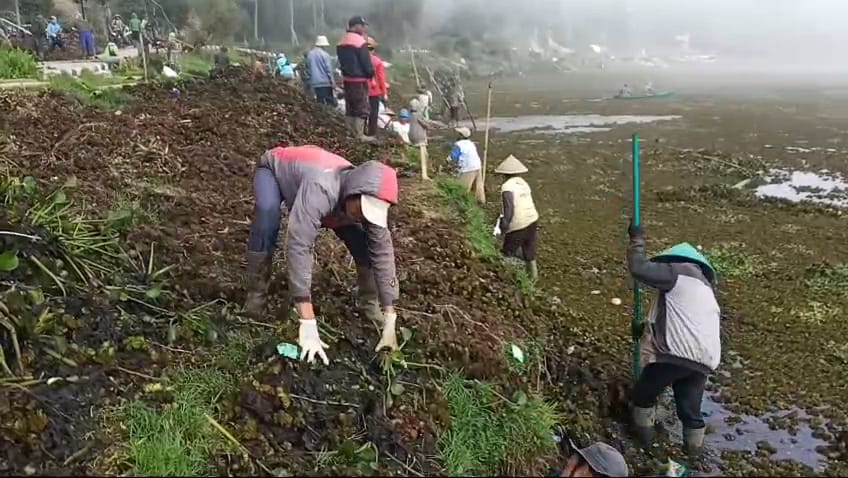 Telaga Merdada Banjarnegara Dipenuhi Eceng Gondok dan Rumput Liar, Warga Gotong-Royong Bersihkan Telaga