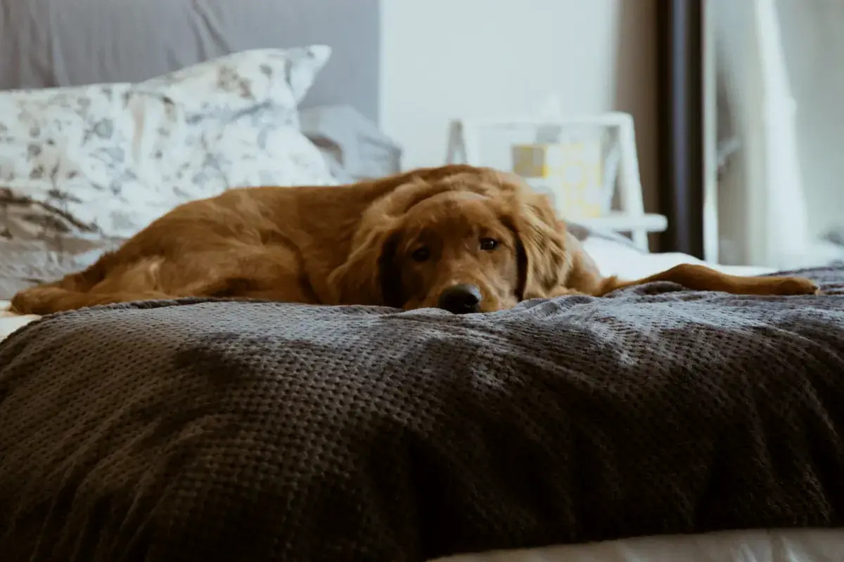 Rekomendasi Hotel Pet-Friendly Jakarta, Bisa Staycation Seru Bareng Anabul