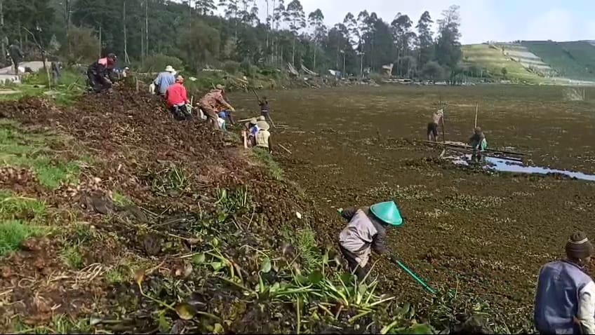 Permukaan Telaga Merdada Banjarnegara Nyaris Tertutup Enceng Gondok, Pemerintah Diminta Turunkan Alat Berat