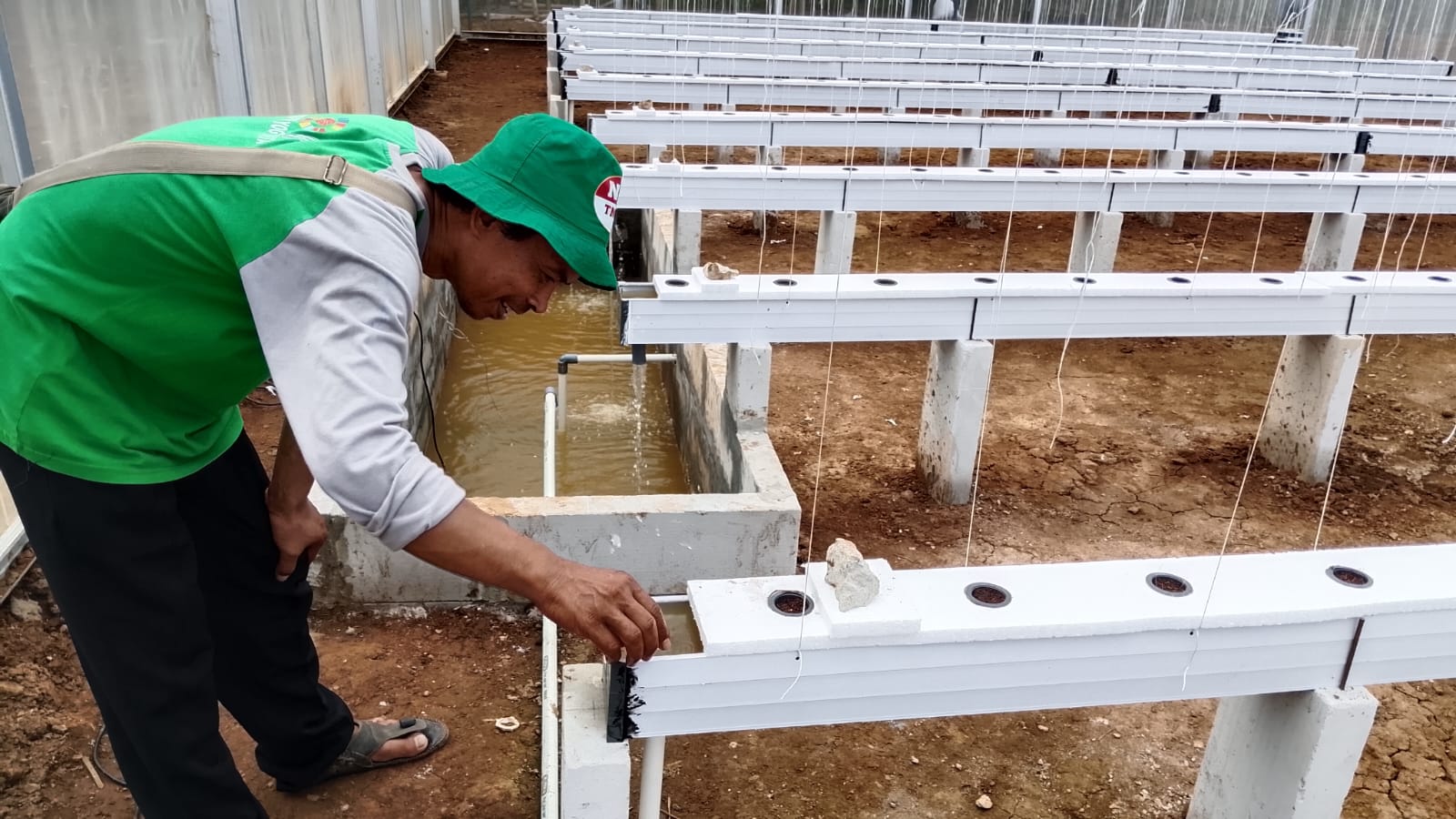 Metode Tabela Diuji di Banyumas, Budidaya Melon Makin Efisien