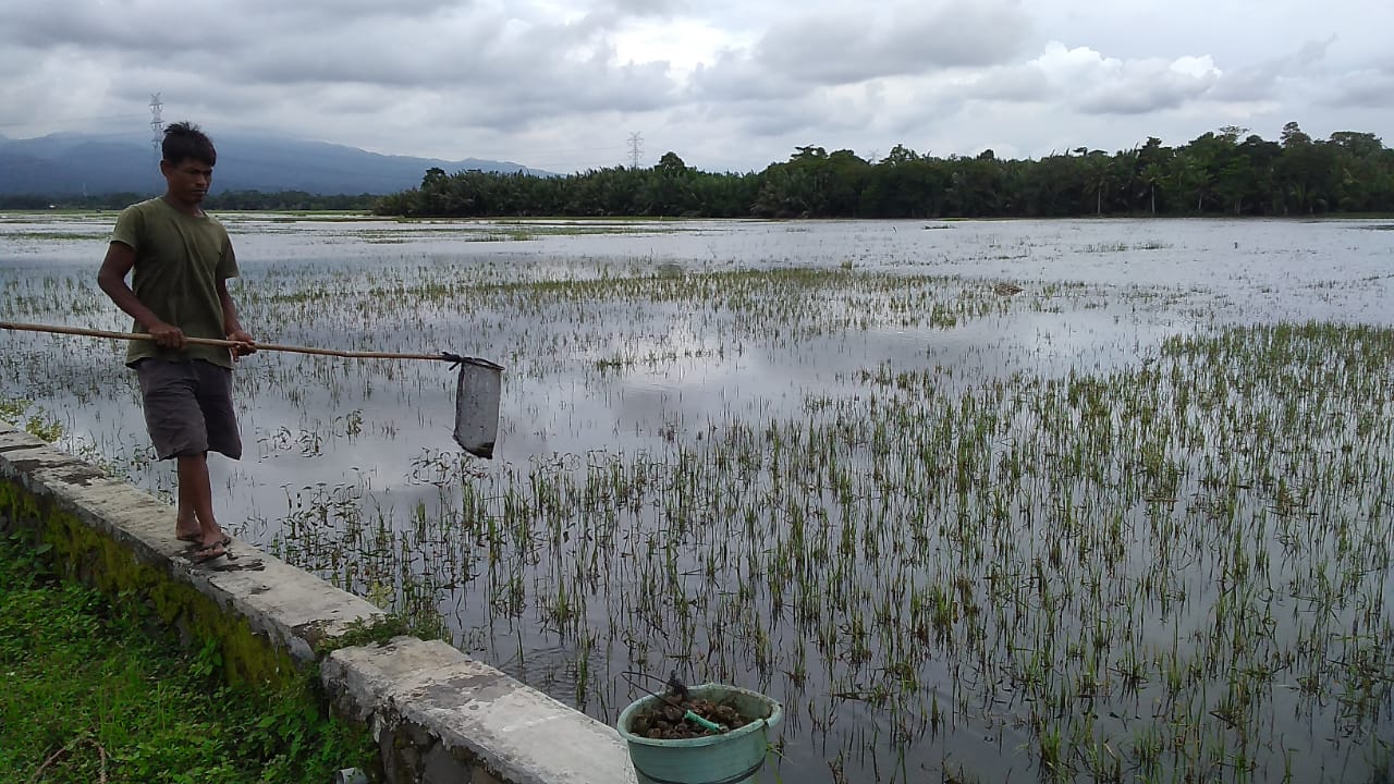 Empat Hektare Persemaian di Banyumas Timur Puso