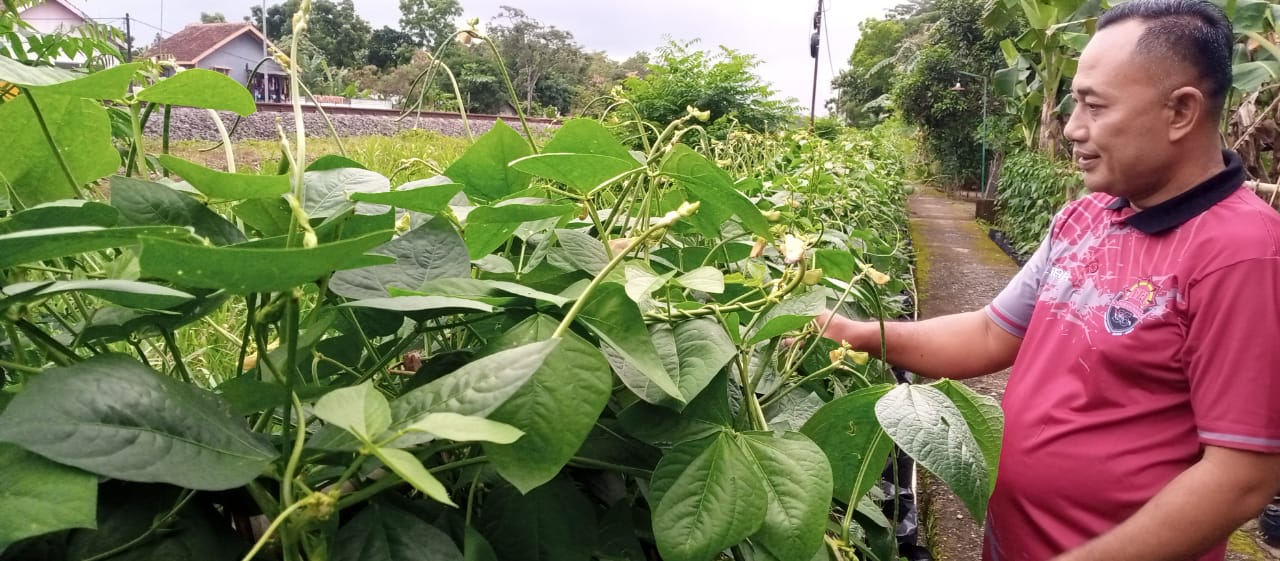 Tanam Asa Petik Ketahanan Pangan, Kisah Pasar Hidup yang Dibagun Aipda Lebar Riswanto